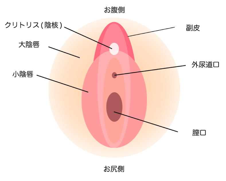 女性器の部位